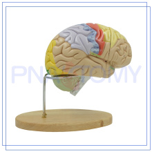 PNT-0614 enlarged human brain model